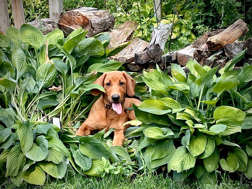 Brown dog resting in a garden