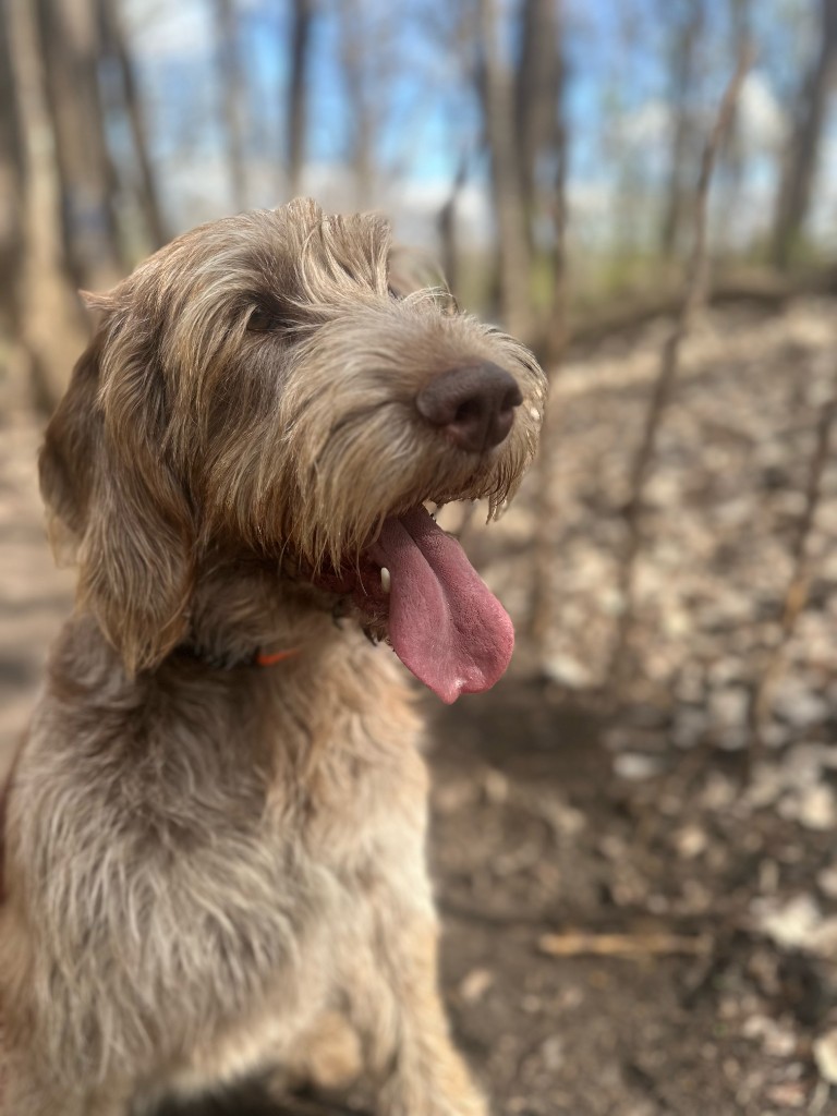 Scruffy dog on a wooded trail