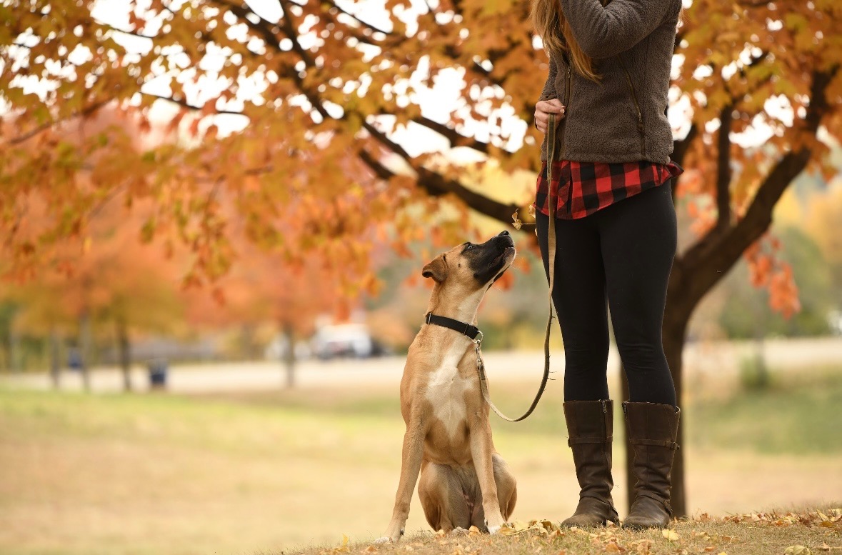 A happy dog running in autumn with Erica — training that leads to fulfilled, cooperative relationships